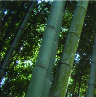 Bamboo4Iberia